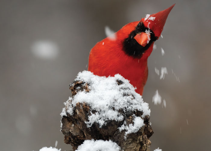 Red Cardinal