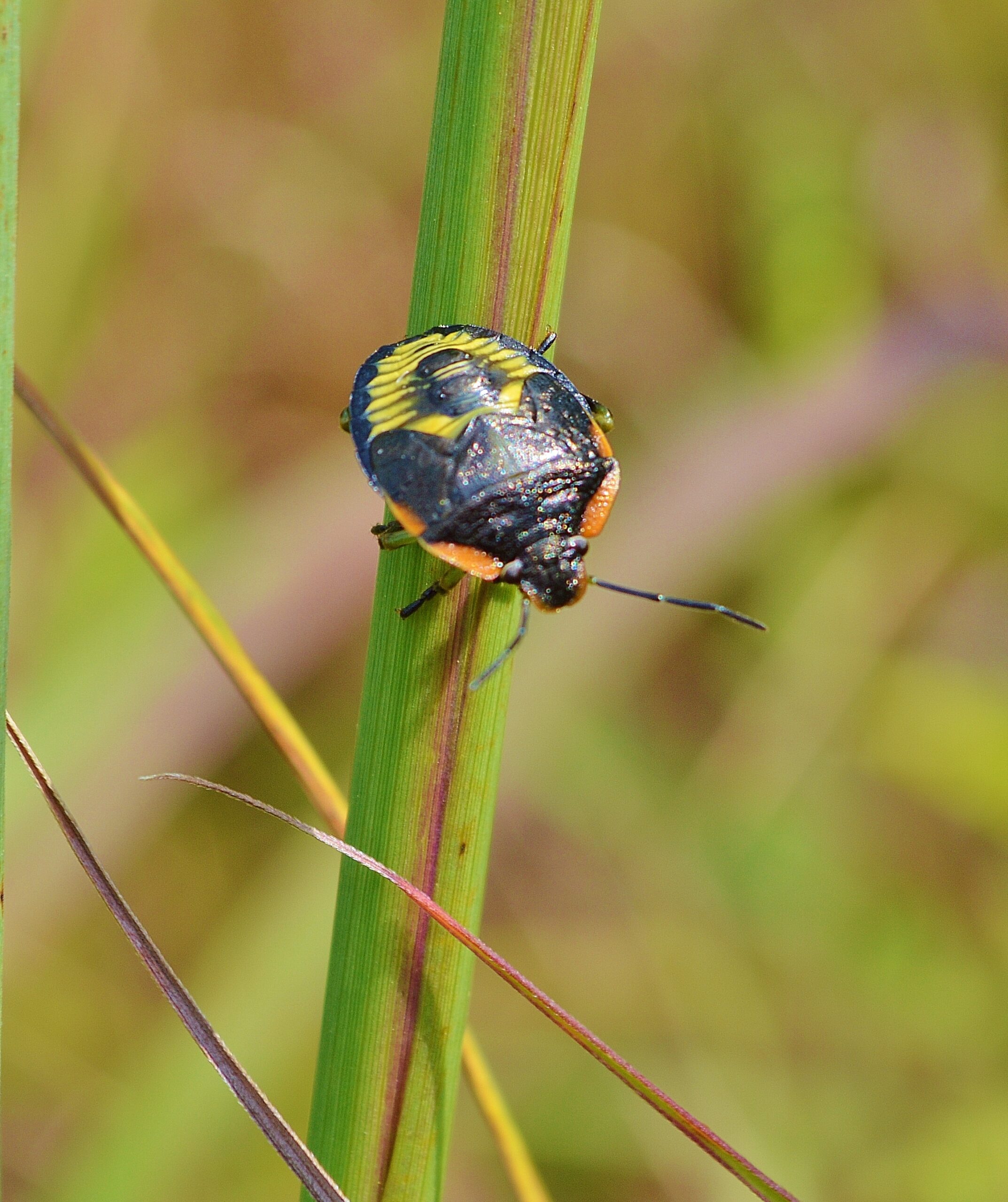 Insects: The Inside Scoop – Pierce Cedar Creek Institute
