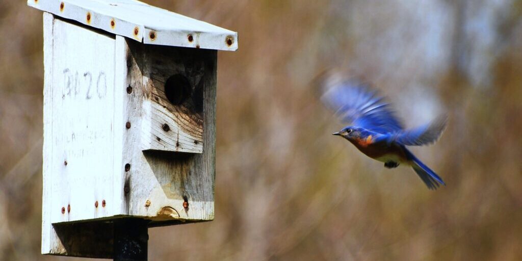Bluebird 1 Jonathan Morgan friendofbirds.com